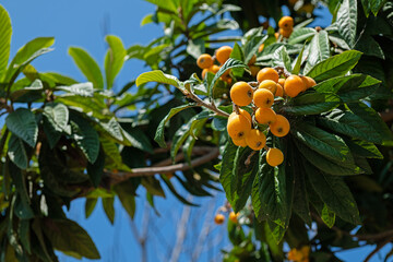 Delicious ripe medlar fruits on a tree branch. - obrazy, fototapety, plakaty
