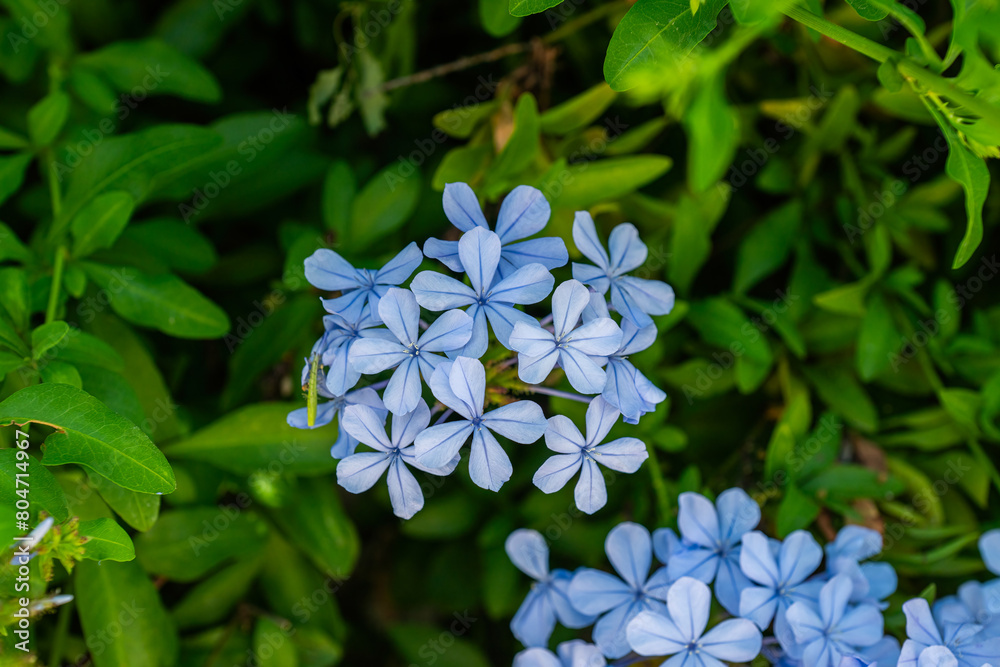 Wall mural cape leadwort, white plumbago, blue plumbago, plumbago auriculata.