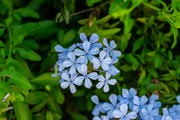 Cape leadwort, white plumbago, blue plumbago, Plumbago auriculata.