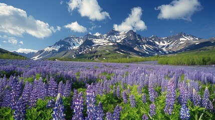 Fototapeta premium Mountain Rising Above Sprawling Field of Flowers