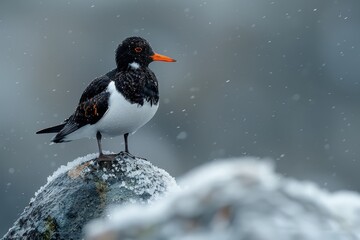 Fototapeta premium A snow-speckled oystercatcher bird stands firmly on a rocky ledge, braving the snowfall