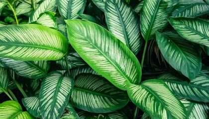 abstract tropical green leaves pattern lush foliage houseplant dumb cane or dieffenbachia the...