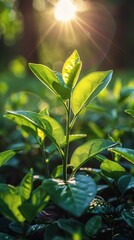 Close Up of a Vibrant Green Leafy Plant