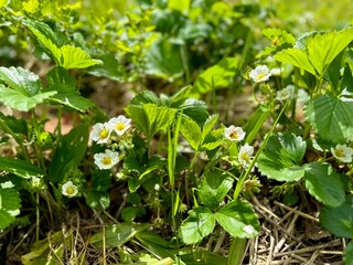 Lush Springtime Display of Wild Strawberry Flowers Amidst Vibrant Green Foliage in Natural Woodland Setting