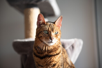 Portrait of a Bengal cat in the apartment on a scratching post