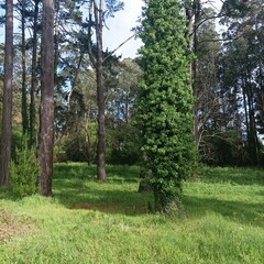 Obraz premium Paraje en las inmediaciones del Pazo de Mariñán, Galicia