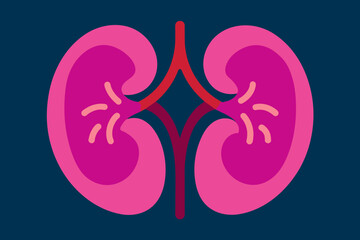 kidneys vector illustration