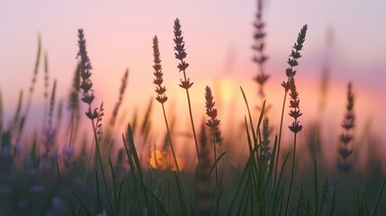 Intimate close-up of lavender plants in focus with a soft, pastel sunset blurred in the background