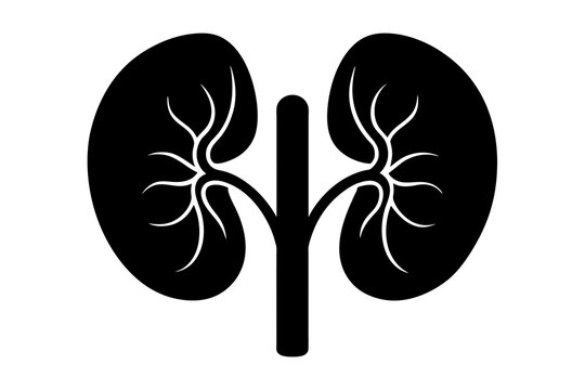 black kidney anatomy, white veins, medical clip art preview