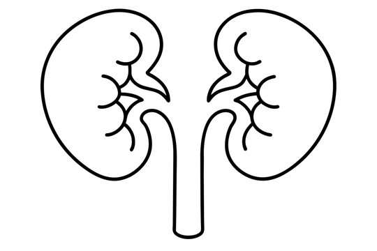 recommend clip art: kidneys line art silhouette illustration