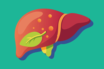 liver vector illustration