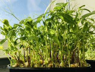 A lot of fresh green sprouts of peas. Microgreens in black containers. Concept of diet, vegetarianism, vegan, healthy products and proper nutrition. Close-up