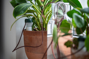 Self watering system. Drip irrigation system made of silicone tubing for Philodendron plant in case...