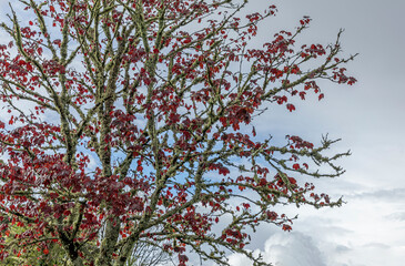 Red leafed tree covered competely in moss