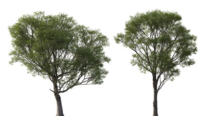Salix caroliniana (Carolina, Coastal Plain, Swamp Willow) large trees isolated png on a transparent background premium cutout  © Roman