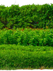 Fototapeta na wymiar hedge fence garden wall backyard decoration, background