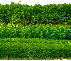 Obraz premium hedge fence garden wall backyard decoration, background