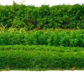 hedge fence garden wall backyard decoration, background