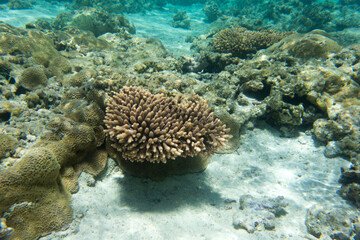 A photo of coral reef