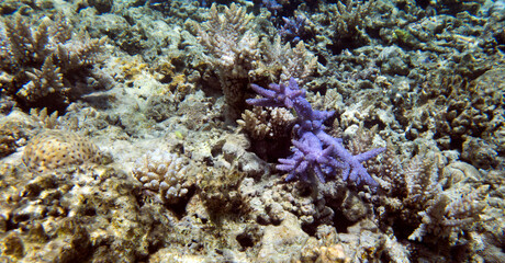 A photo of coral reef