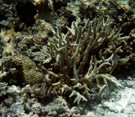 A photo of coral reef