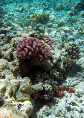 A photo of coral reef