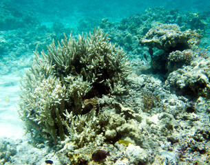 Naklejka na ściany i meble A photo of coral reef