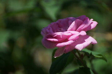 pink rose flower