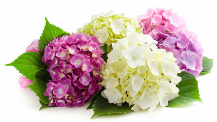 Obraz premium 紫陽花 白背景