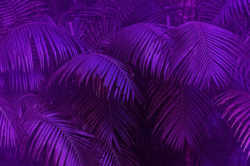 Tropic leaves of purple color, abstract background