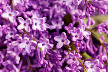 Close-up of beautiful fresh Lilac flowers
