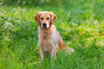 Portrait from golden retriever dog