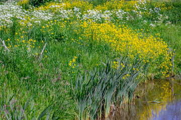 Typical Dutch polder land in spring season, Canal or ditch with green grass, Golden yellow Rapeseed...