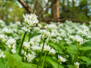 Wild Garlic