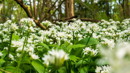 Wild Garlic
