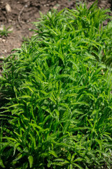 A Yarrow Plants without Flowers