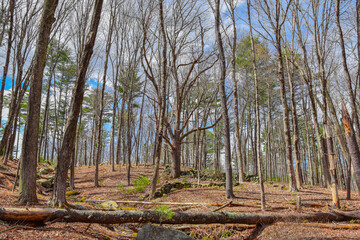 the hilly landscape of the forest  of the quabbin