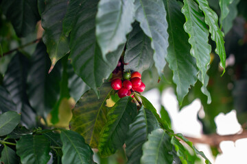 Cafezeiro carregado de café