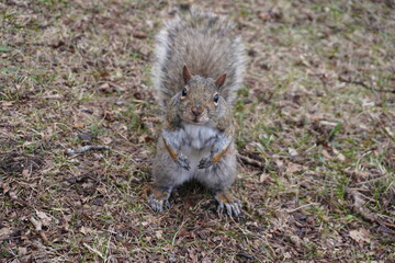 squirrel in the park