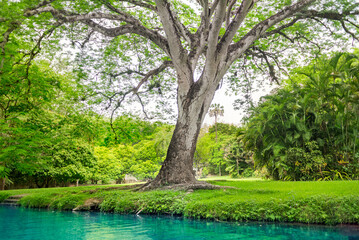 Green tree on the bank of the blue river with tropical forest during a beautiful summer day in San Luis Potosi
