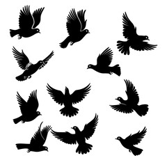 Obraz premium Soaring birds