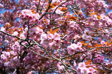 Cherry Blossoms in Edinburgh
