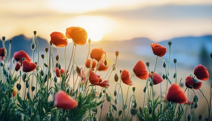 beautiful nature background with red poppy flower poppy in the sunset in the field remembrance day veterans day lest we forget concept