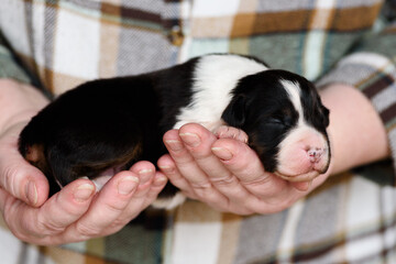 black and white Australian Shepherd newborn puppie lying and sleeping in owner hands, closed eyes, black background, petcare concept