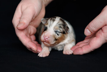 white Australian Shepherd newborn puppie lying and sleeping in owner hands, closed eyes, black background, petcare concept