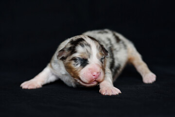white Australian Shepherd newborn puppie lying and sleeping, closed eyes, black background, petcare concept