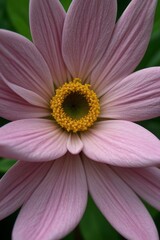 Obraz premium close up shot professional photograph of single flower