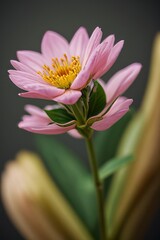 Obraz premium close up shot professional photograph of single flower