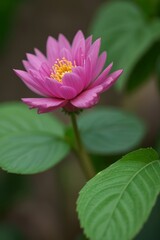 close up shot professional photograph of single flower