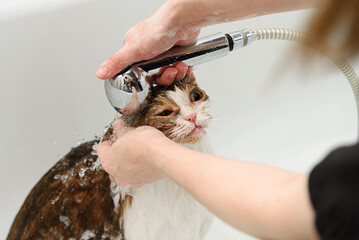 three-haired britain cat washing in white bath by groomer with watering can for shower